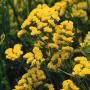 Seminte profesionale Limonium sinuatum - Flori de pai - imagine 23206